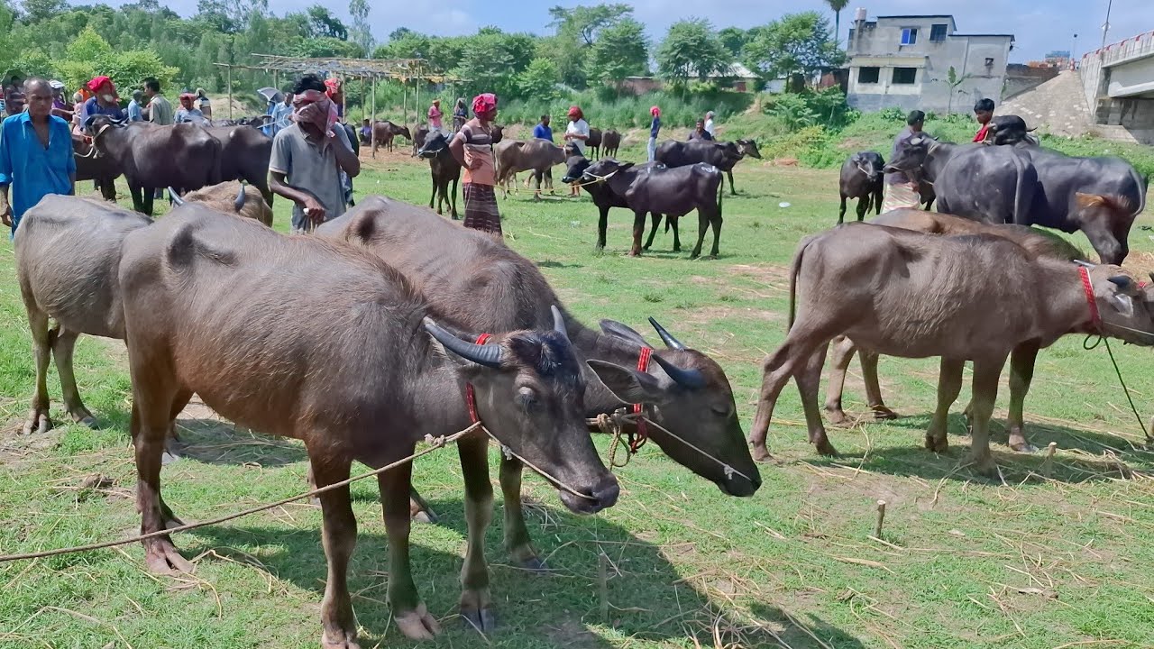 আজ ২৫/১০/২৫ | সবচেয়ে ছোট ছোট মহিষের বাচ্চার দাম জানুন | কাহারোল হাট 