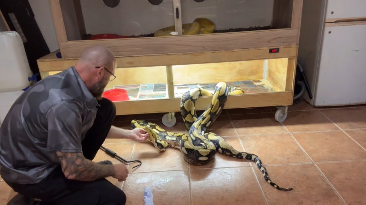 ⛑️Huge Tiger Reticulated Python medical update🏥