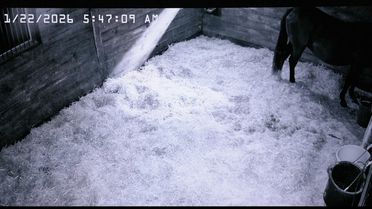 Foal Watch Live Cam 01.21.26