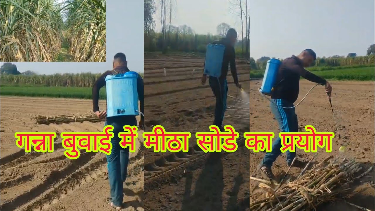  मीठे सोडे से गन्ना बुवाई करने की विधि 100% रिजल्ट