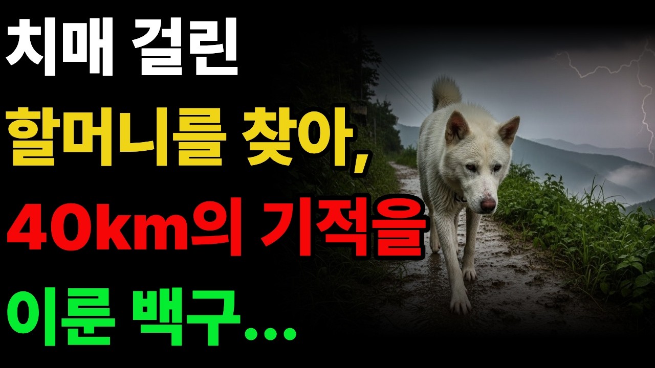 치매 걸린 할머니를 찾아, 40km의 기적을 이룬 백구  #감동사연 #진돗개사연 #백구 #진돗개 #황혼사연 #강아지 #동물 #시니어