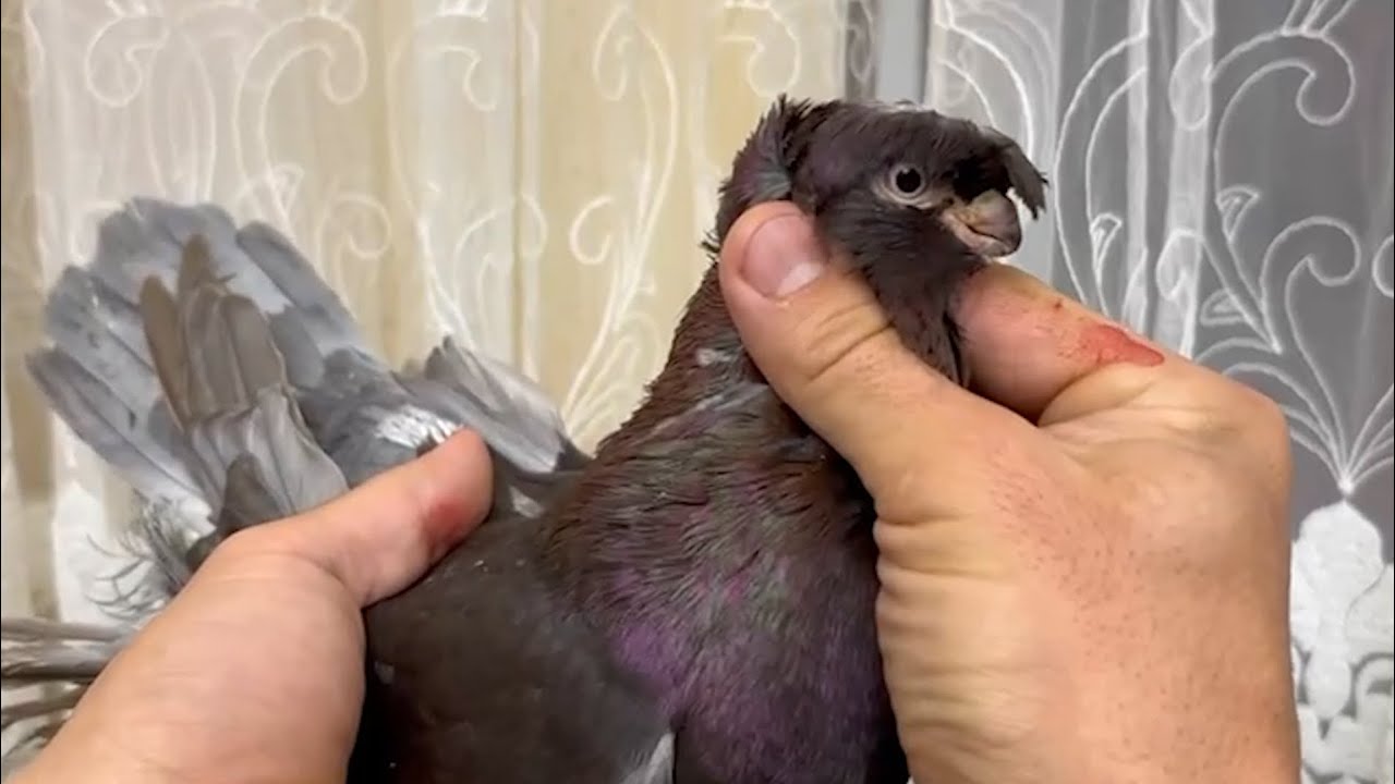 Настоящие короли моды в мире голубей!