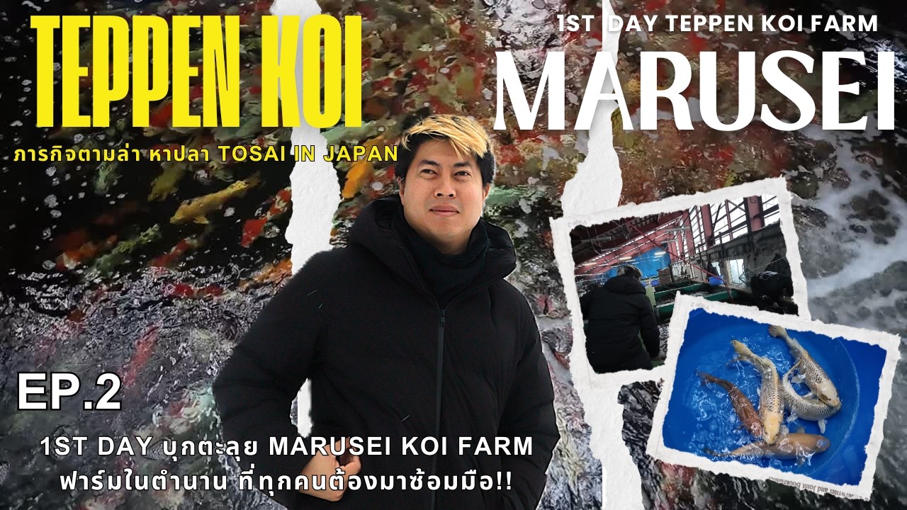 EP.2 TEPPEN KOI ลุย MARUSEI KOI FARM