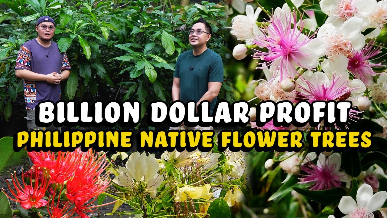 Billion Dollar Profit Philippine native Flower Trees