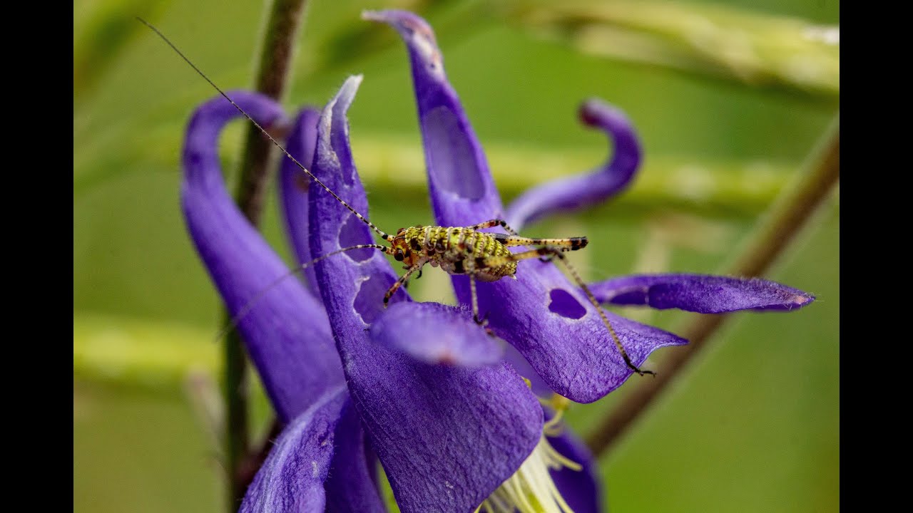Vorstellung der Familie der Hahnenfußgewächse - Ranunculaceae