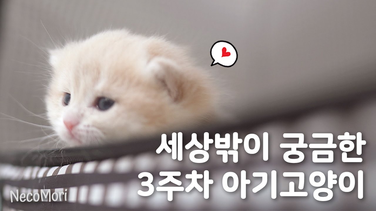 세상 밖이 궁금한 3주 차 브숏 아기냥이, 출산장 탈출기｜아기냥이 육아일기 3주차