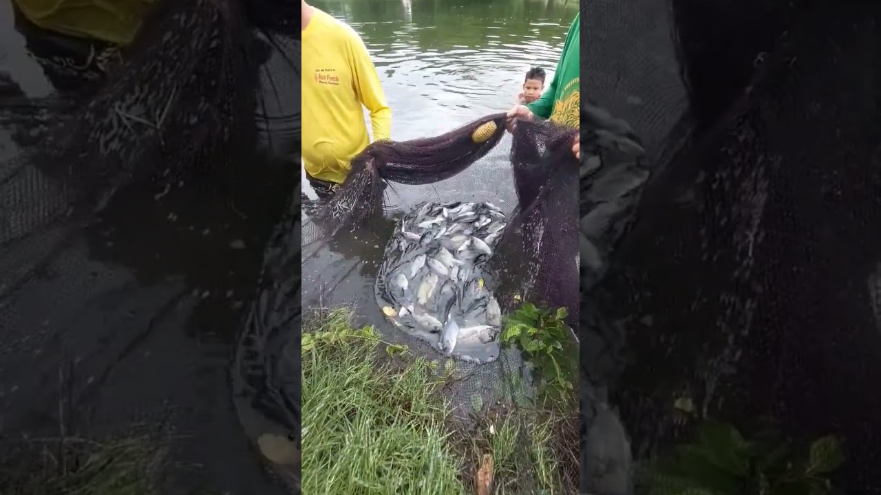 Tilapia harvest 