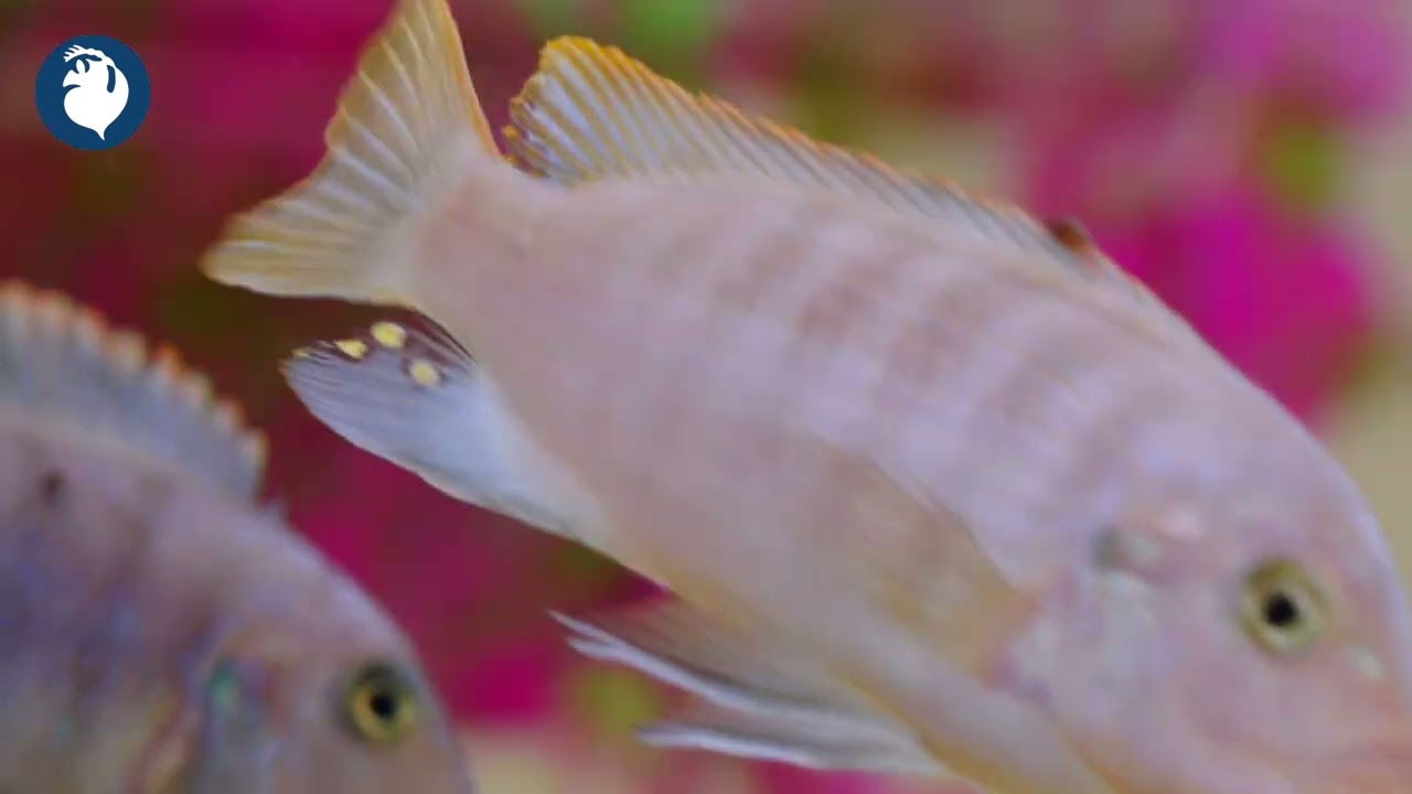 🌿 Healthy Fish Checklist: How to Tell if Your Fish Are Thriving