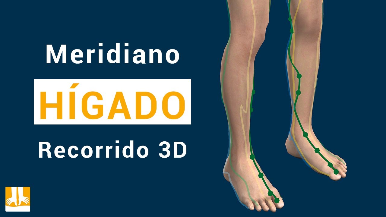 El meridiano del Hígado - Recorrido 3D punto a punto