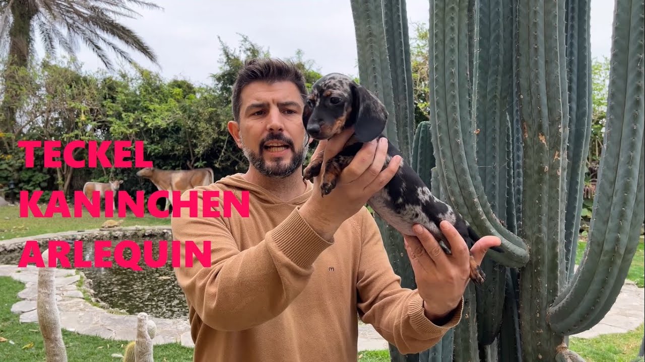 Teckel Kaninchen Arlequín: Un Pequeño Gran Compañero