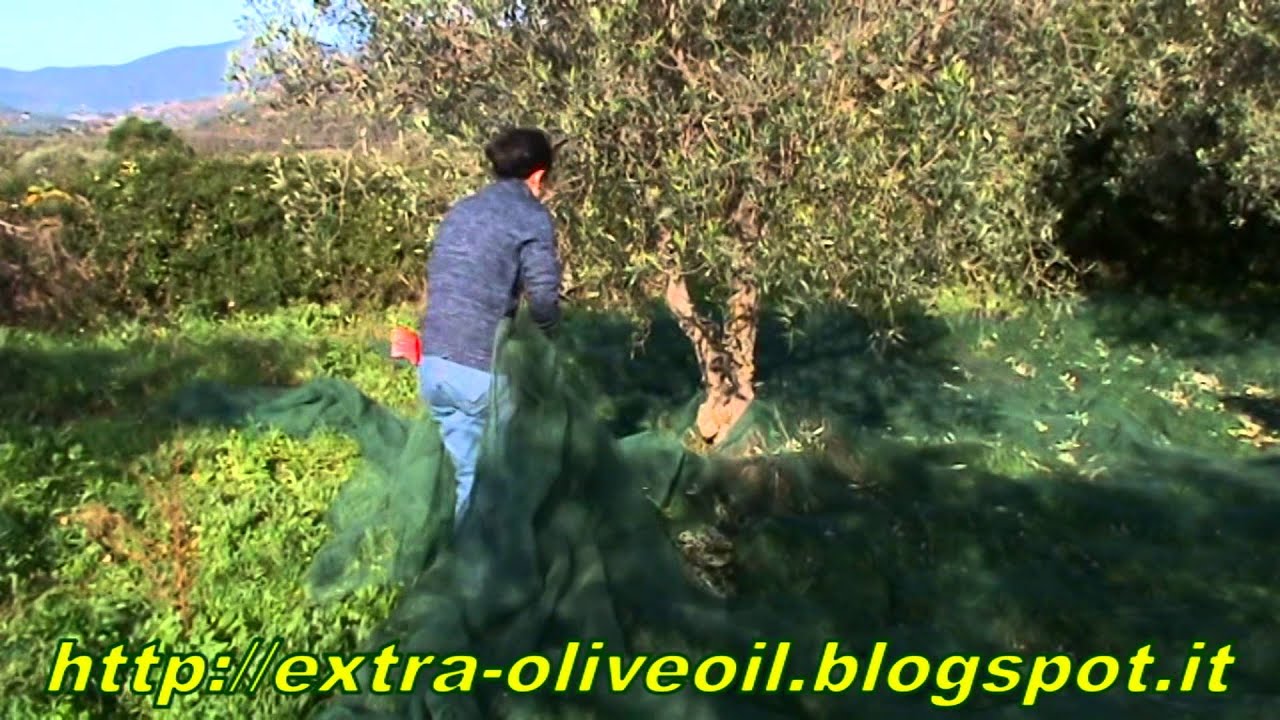 Extravirgin olive oil:slow harvest in Italy Agricura.it