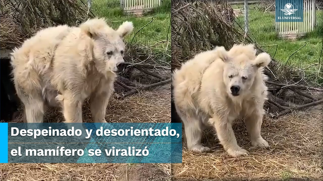 Oso despierta de hibernaci&oacute;n y causa ternura en internet
