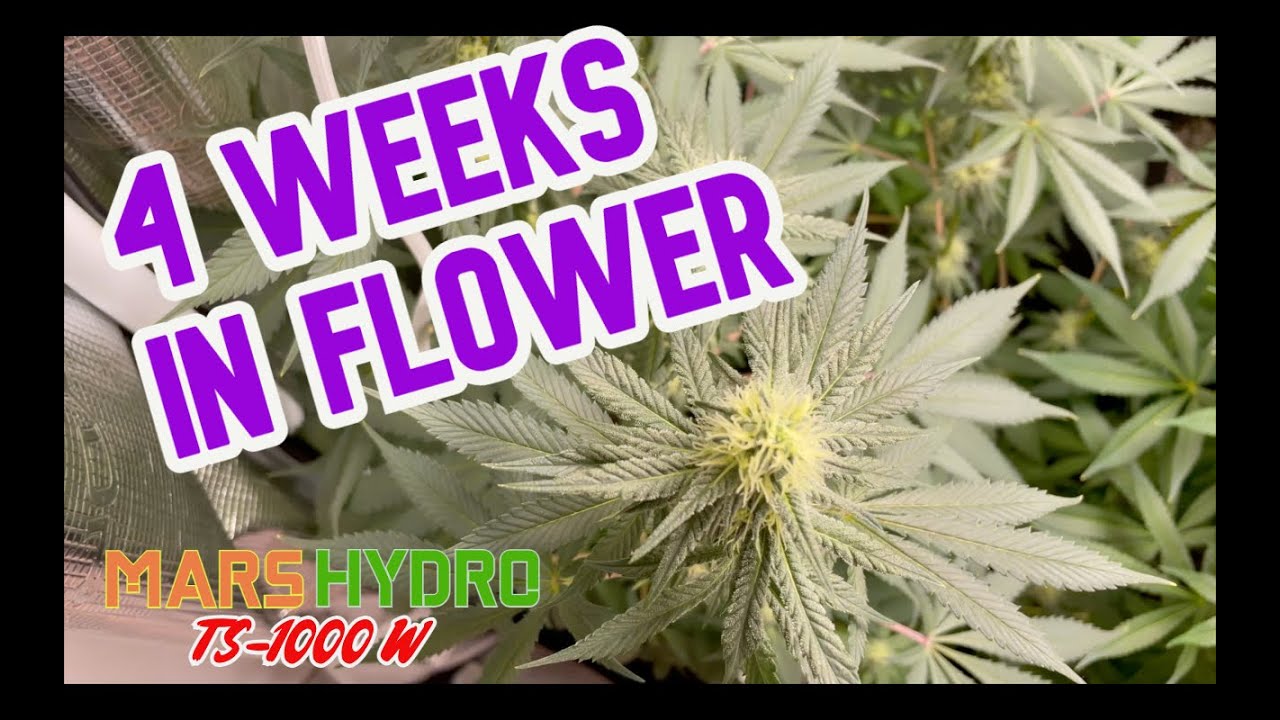 Cannabis Plant 4 Weeks in Flower / Bloom