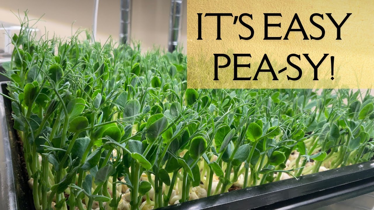 How to Grow Peas Indoors in Water & Soil - Dwarf Pea Plants & Microgreens (Pea Shoots) at Home