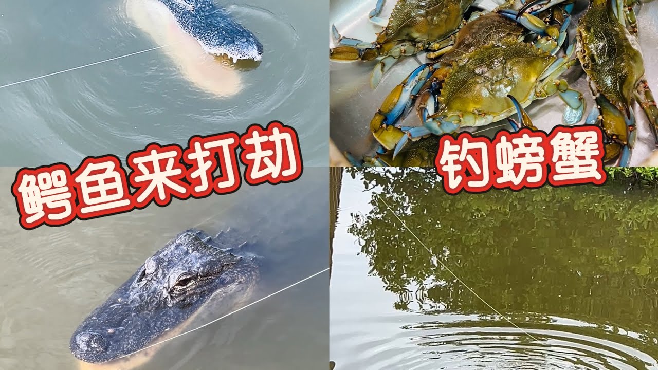 钓螃蟹遇到鳄鱼来打劫 抢吃鸡腿和螃蟹 现场实录 Crab Fishing Encountered Interference from Alligator at Florida Space Coast