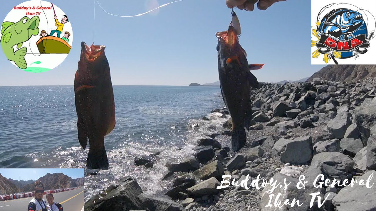 Kerapu Merah dan Jalur Kakap I Red Grouper and Lane Snapper