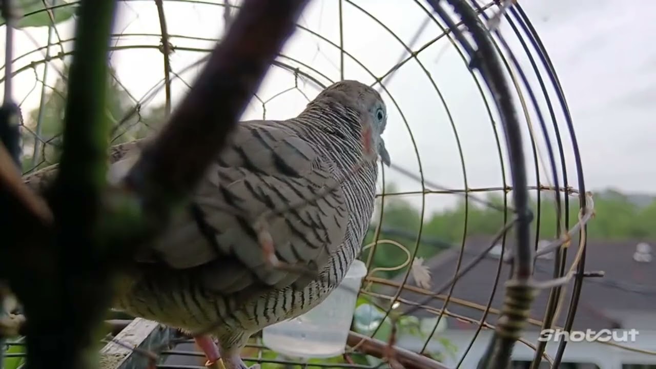 Suara perkutut