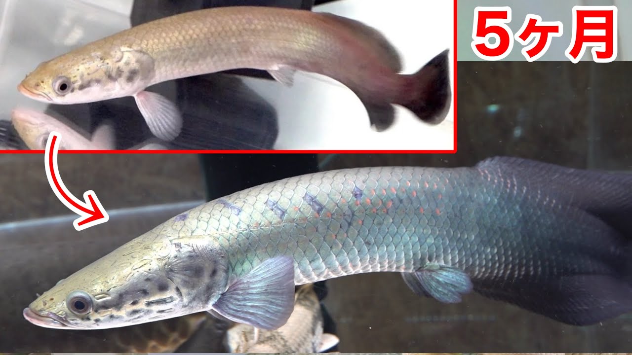 ピラルクの飼育を初めて5ヶ月後・・・