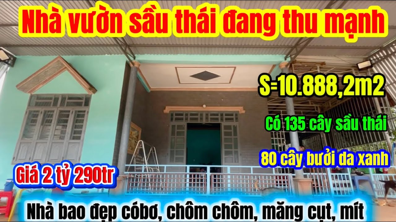 620🌹1ha1 Nhà vườn sầu Thái đất đỏ bazan có các loại cây ăn trái đang thu mạnh có 100tc giá 2tỷ 290tr
