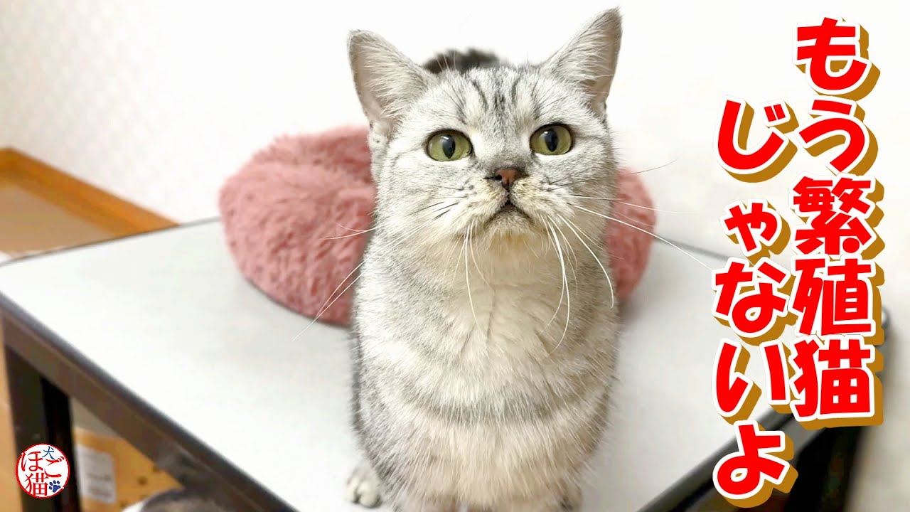 【保護犬　保護猫】劣悪な環境からレスキューした繁殖猫達の手術をしました＆保護施設から来た子犬達