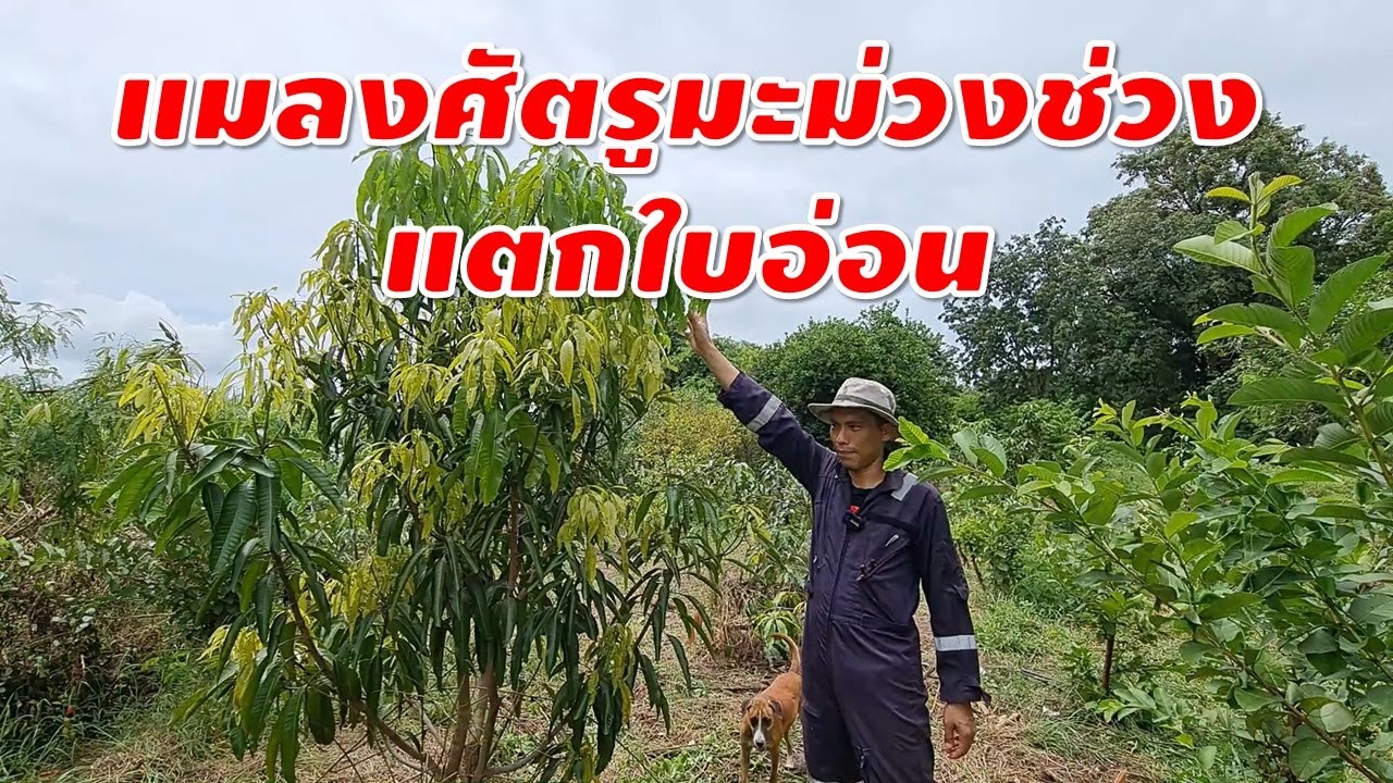แมลงศัตรูมะม่วงช่วงแตกใบอ่อน