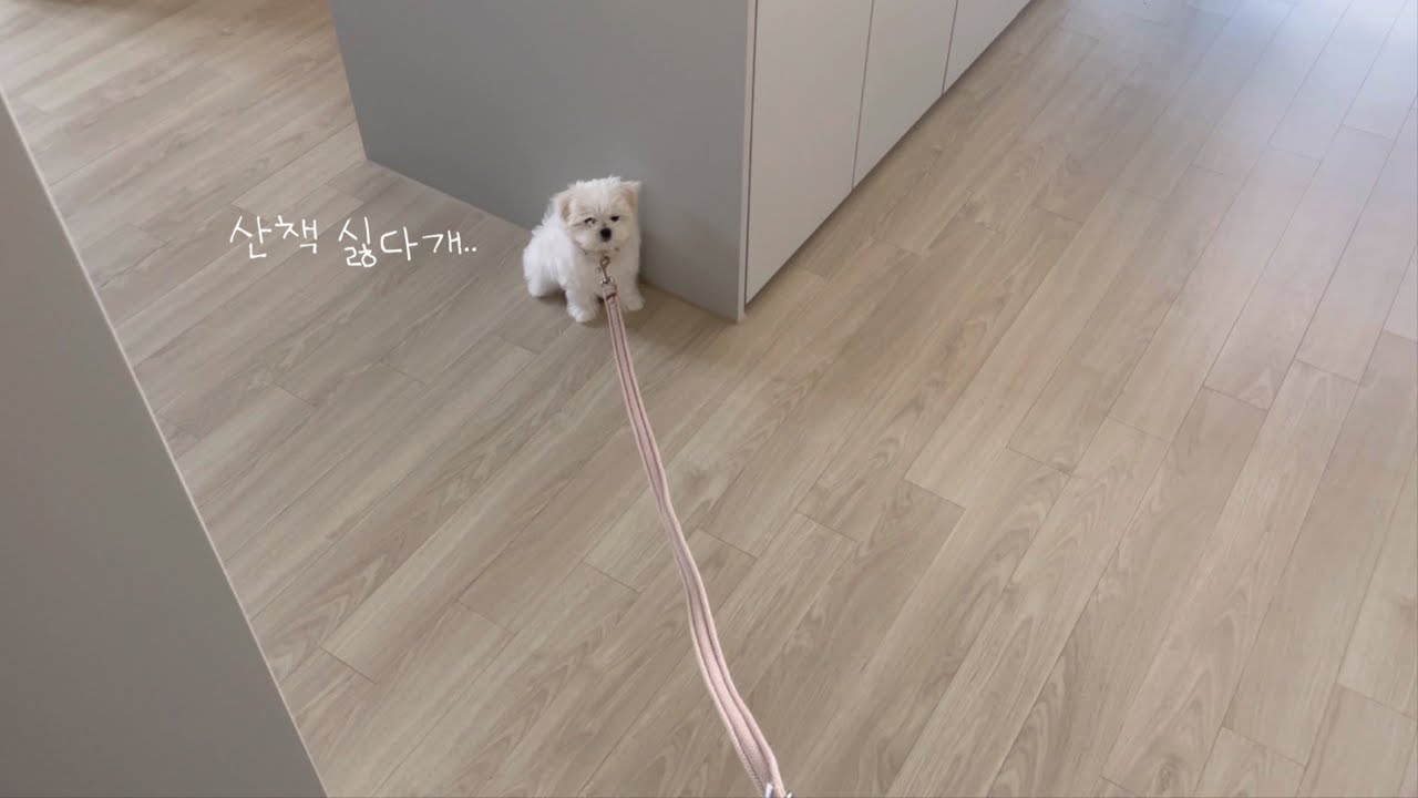 20대 신혼부부의 말티즈 입양 브이로그 | 3개월 아기 말티즈 첫 산책