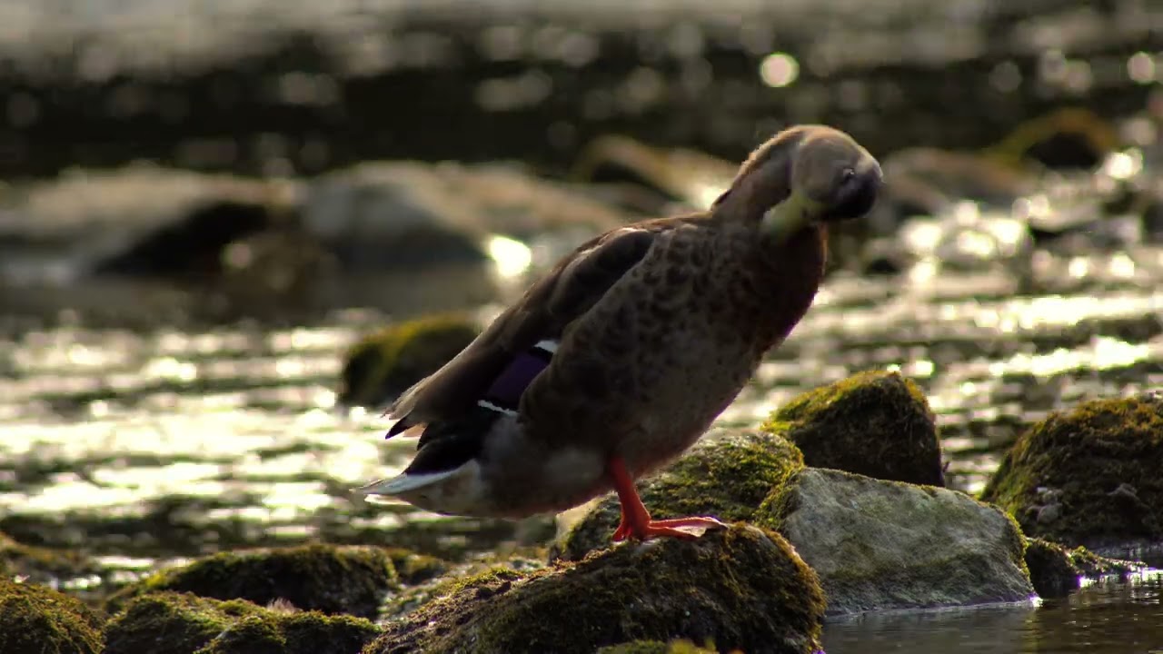 Ducks At River Nore Thomastown Sony Alpha 6400 4K Chill Music