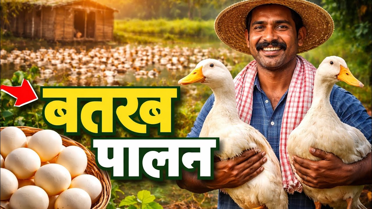 बतख पालन का पूरा बिजनेस | Duck Farming Documentary | कम लागत में ज्यादा कमाई