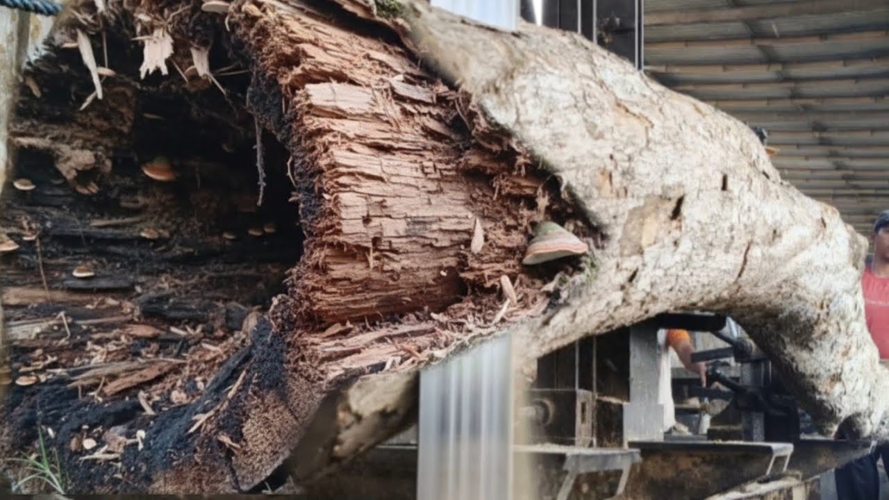 Strange and terrifying events! See what happened in the crooked wood