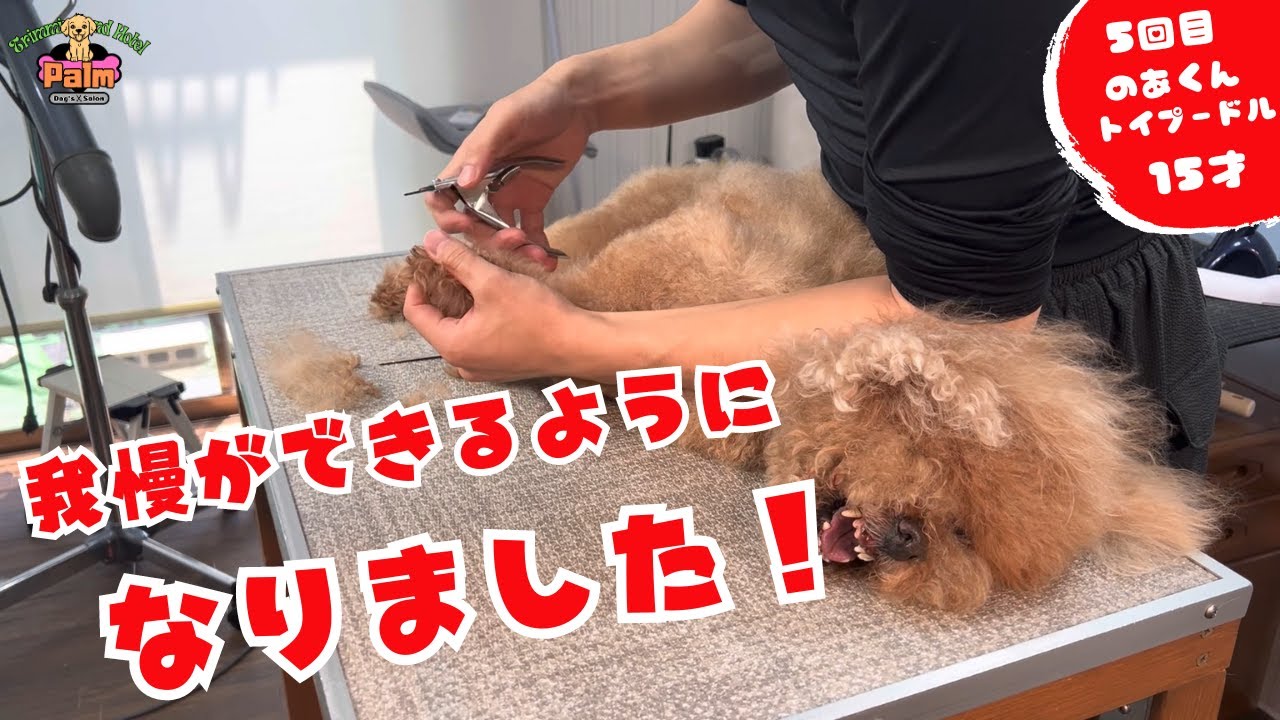 トリミングでまだガウガウしちゃうけど！よく我慢できるようになりました！！