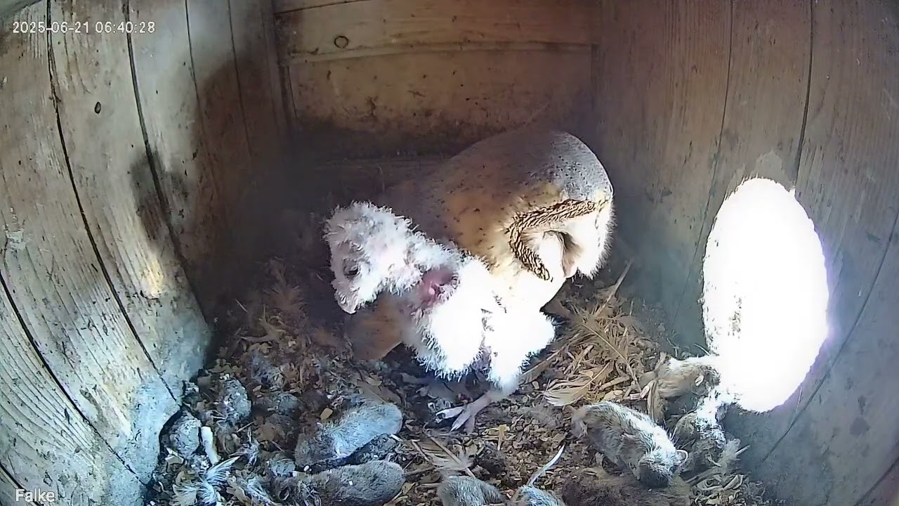2025-06-21 Schleiereulen - Tag 46 ab dem ersten Ei - 24h in ~19min (Großfahner/Thüringen)