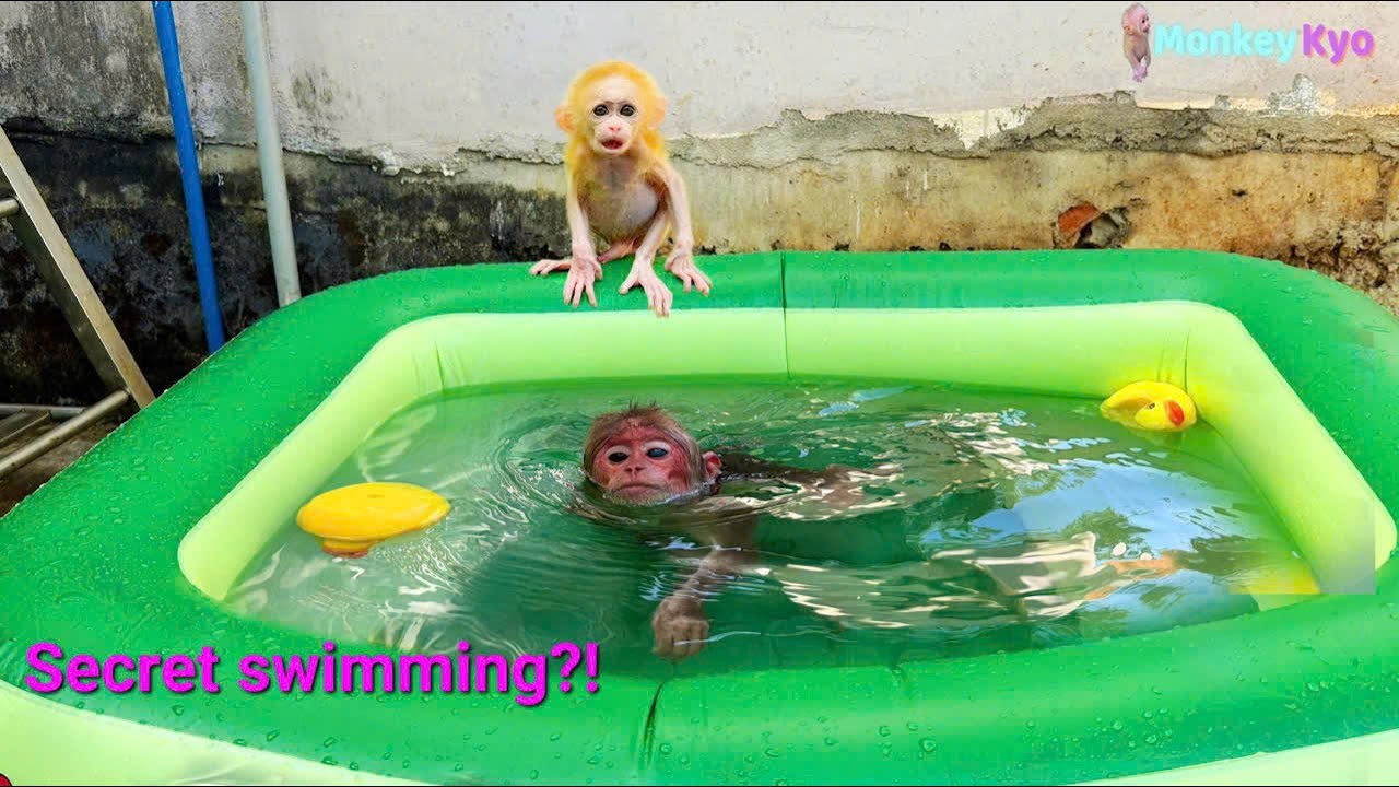 Oh no! Kyo sneaks off to swim without Dad knowing — BuNa refuses!