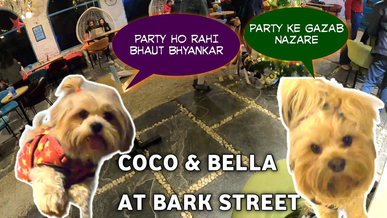 AAJ THI COCO & BELLA KI PARTY AT BARK STREET THE DOG'S CAFE | PET FRIENDLY CAFE IN DELHI NCR