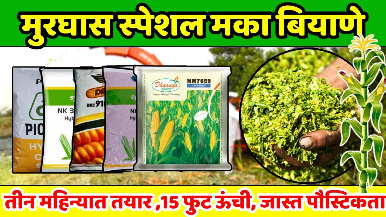 मुरघास स्पेशल मका बियाणे 2024 | Top 5 Silage Maize Variety | मका पिक व्यवयस्थापण