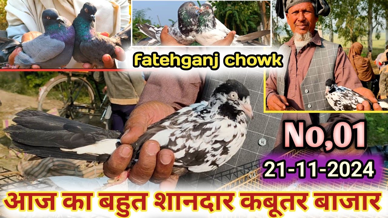 बहुत सस्ता आज का फतेहगंज कबूतरNew Pigeon Market fatehganj Kabootar chowki गोला कबूतर, फैंसी कबूतर,