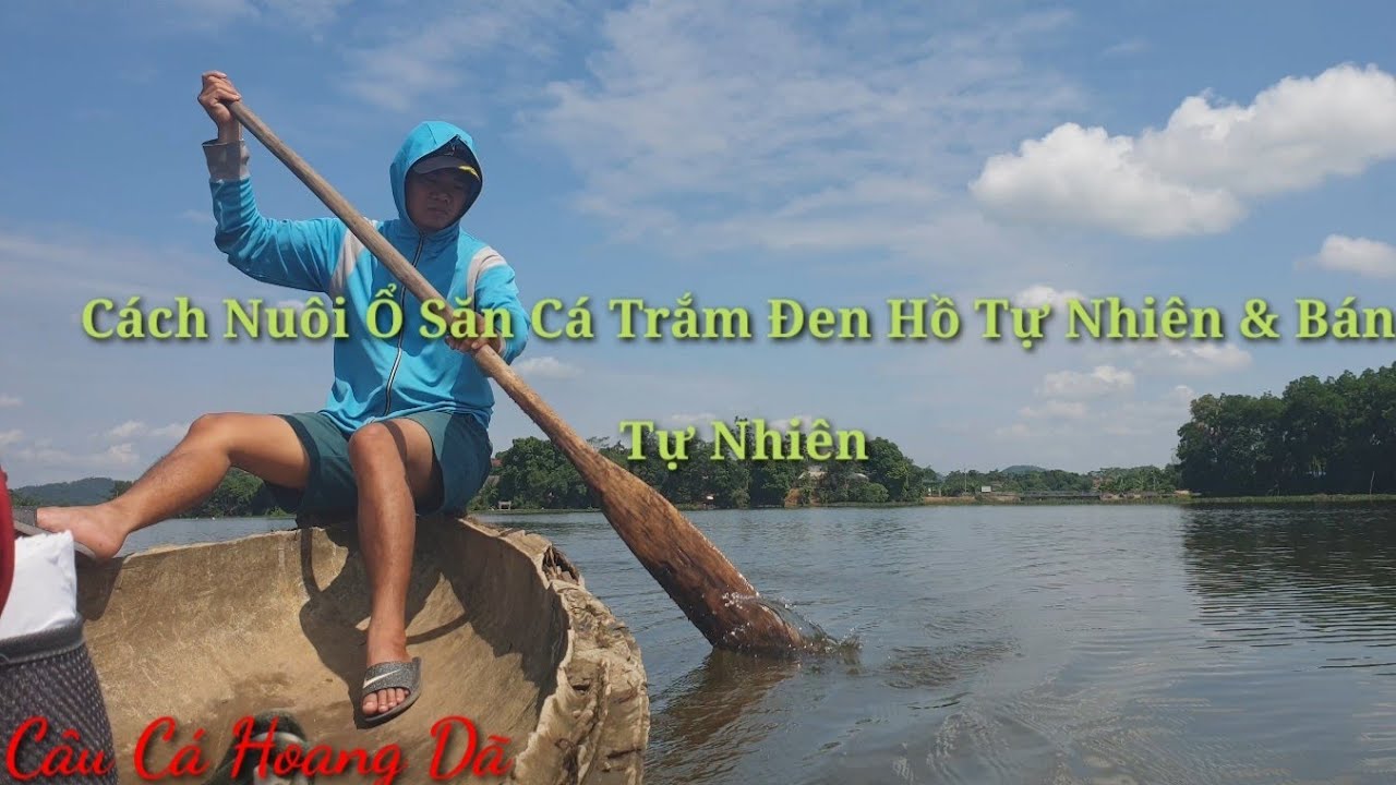 Hướng Dẫn Cách Nuôi Ổ Câu Cá Trắm Đen Tự Nhiên Cực Kỳ Hiệu Quả | Câu Cá Hoang Dã