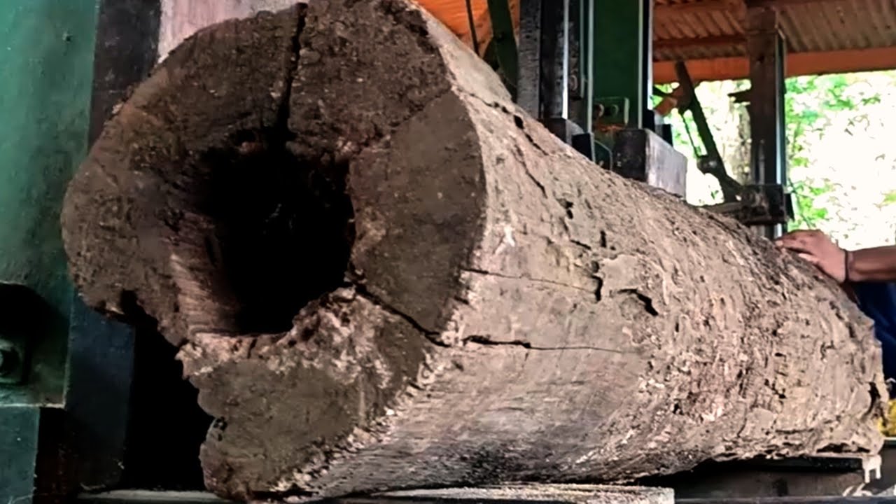Surprising what's inside the hollow wood WATCH don't miss it 