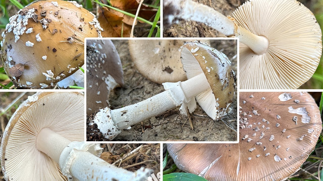 Pantherpilz Perlpilz | Pantherwulstling, Amanita pantherina im Portrait | Gef&auml;hrlicher Giftpilz
