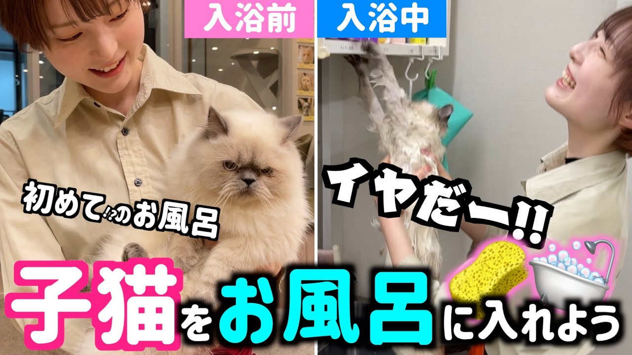 普段おっとりしてる子猫がお風呂で豹変！！！猫カフェ流お風呂の入れ方