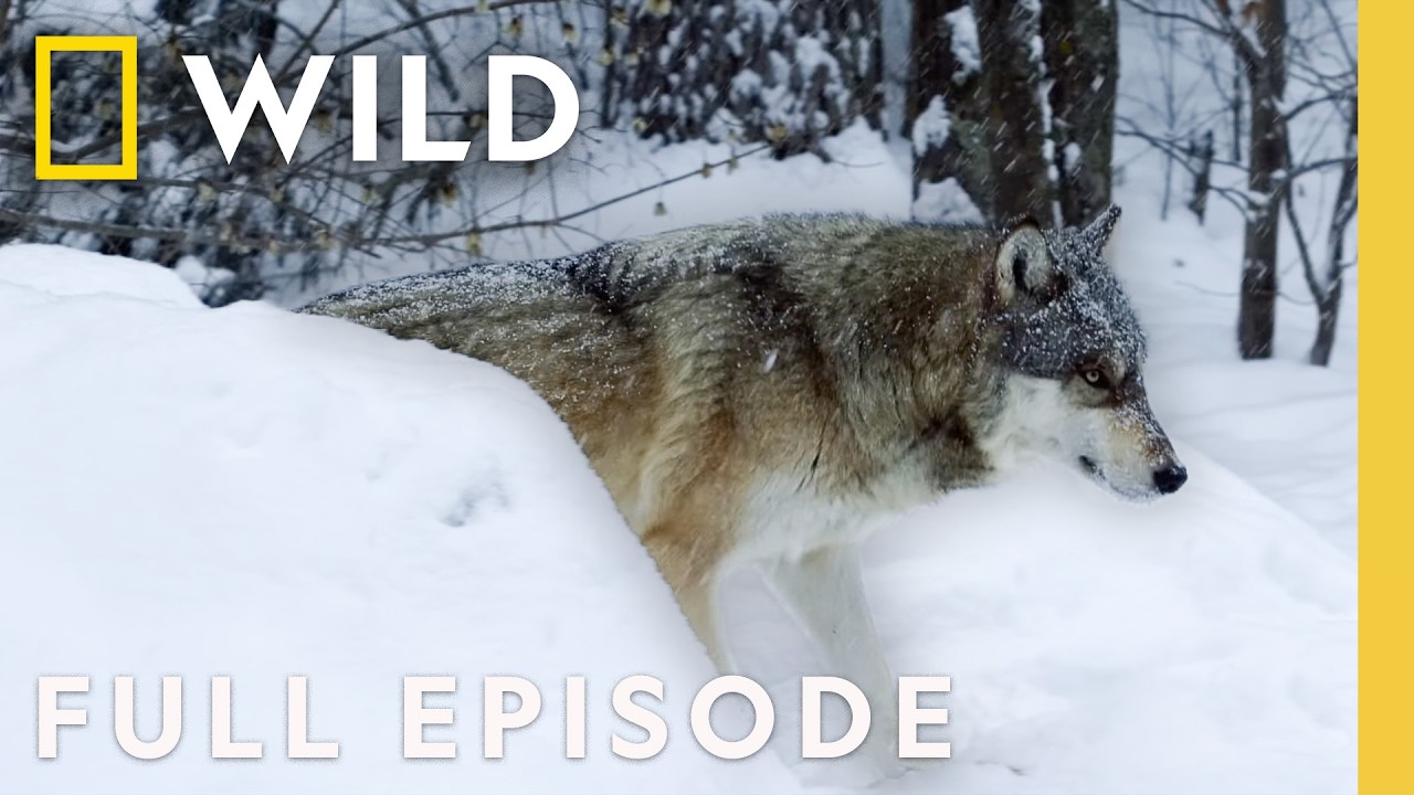 Wild Winter: Feast or Famine (Full Episode) | America the Beautiful | Nat Geo Animals