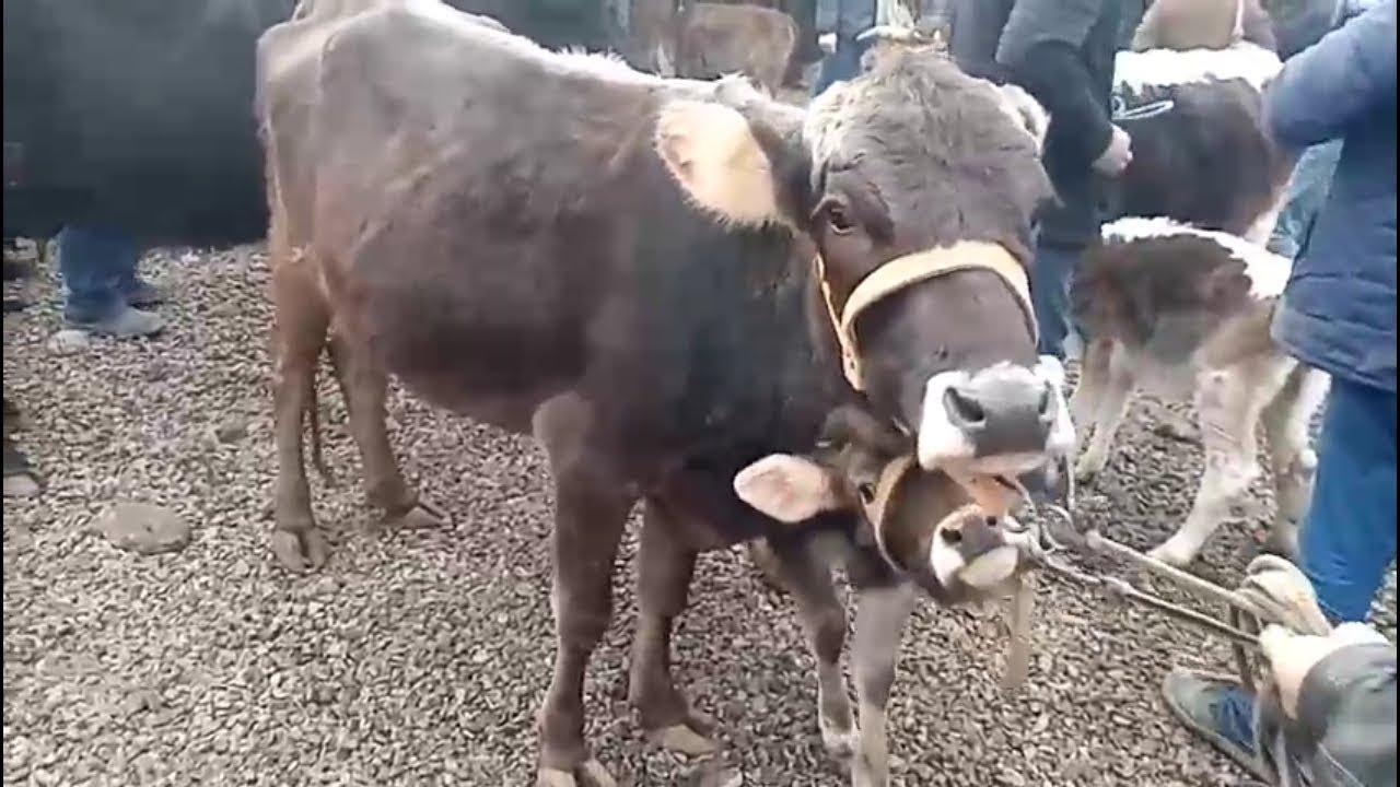 Кургонтепа мол бозори 2 ксим