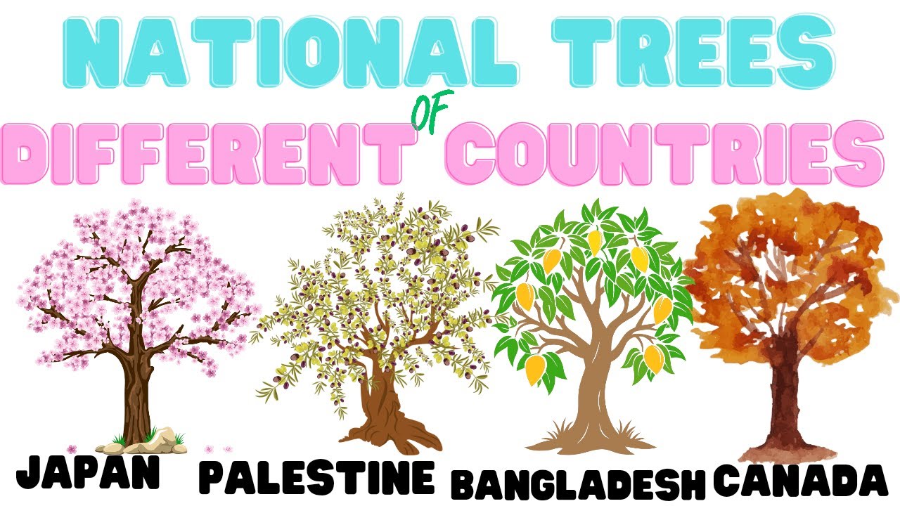 National Tree from Different Countries | List of National Trees of all Countries | National trees