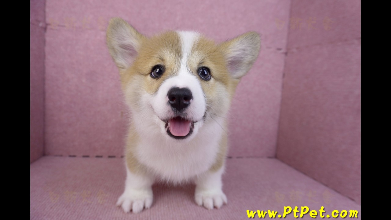 11/30 雙色柯基犬 corgi -母幼犬-日新犬舍