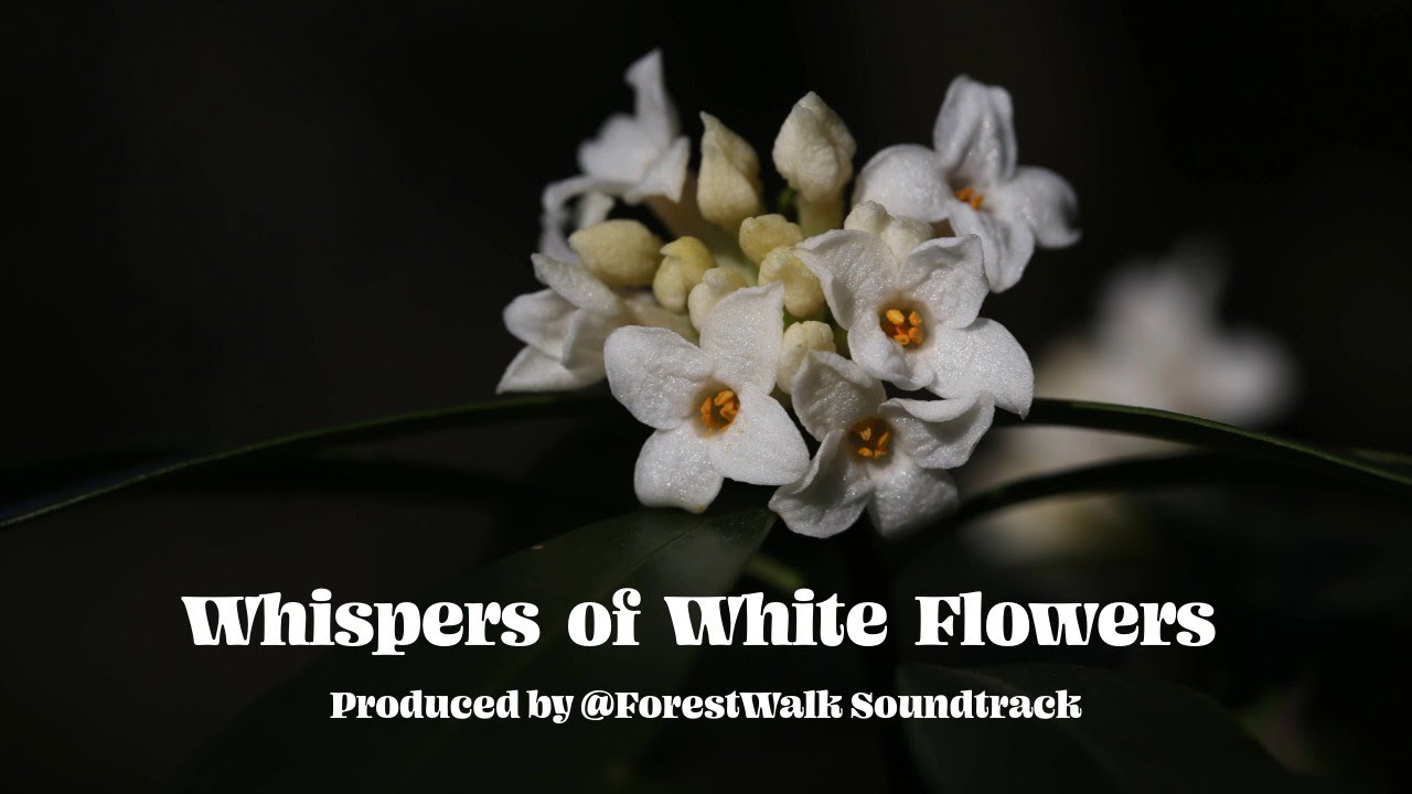 Whispers of White Flowers - Vocal Sally
