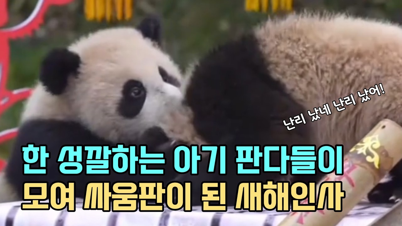난리 났네 난리 났어! 성깔 있는 아기 판다들이 모여 싸움판이 되어버린 2025년생 아기 판다들의 새해 인사