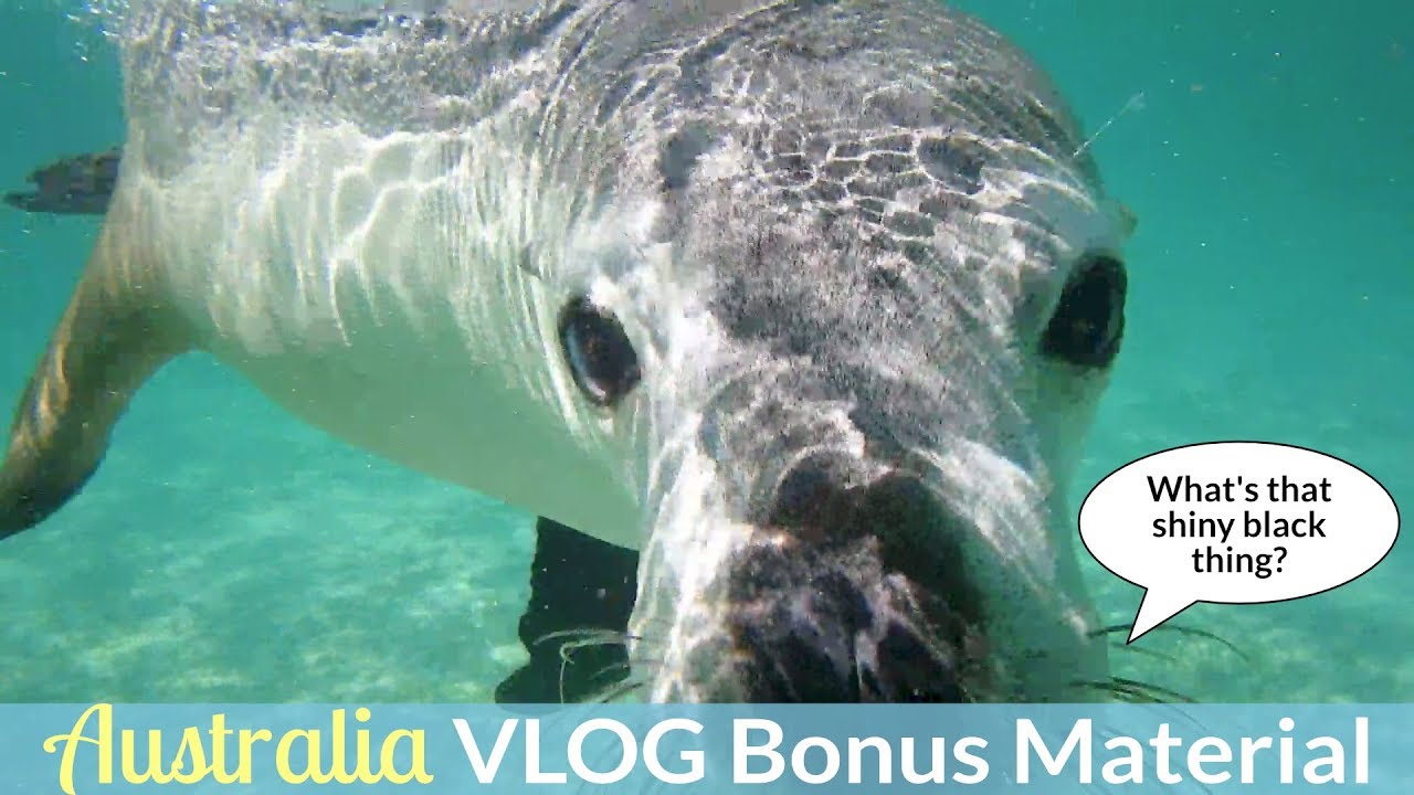 SWIMMING WITH SEA LIONS IN JURIEN BAY | AustraliaVLOG - Bonus Material