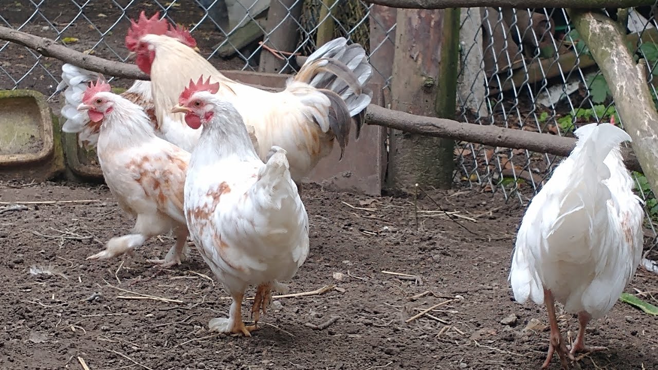 Sprzedaje koguty🐓 rekord sprzedaży 💰 Jeszcze nigdy nie sprzedałem tylu kogutów 🐓🐓 na raz 