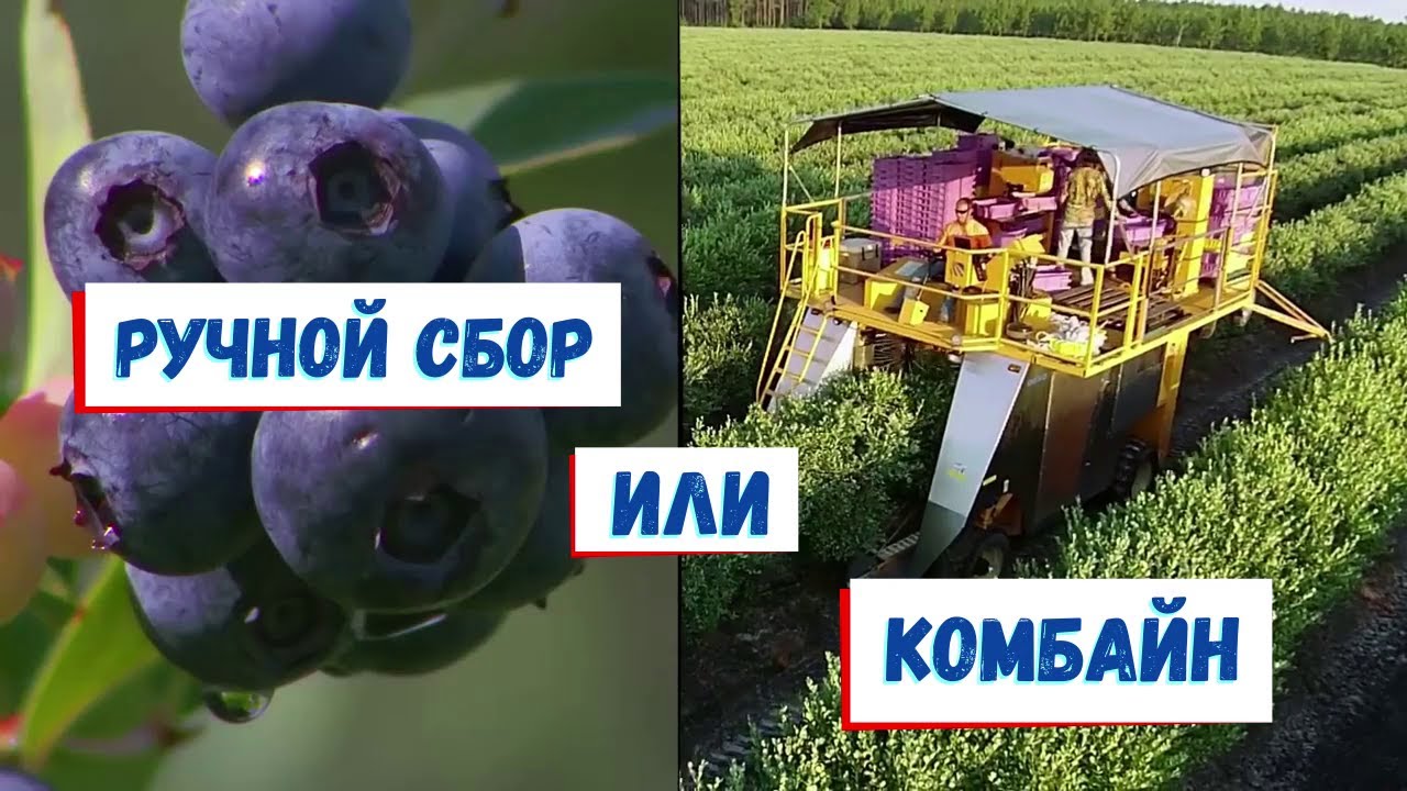 Почему не стоит покупать комбайн для сбора голубики