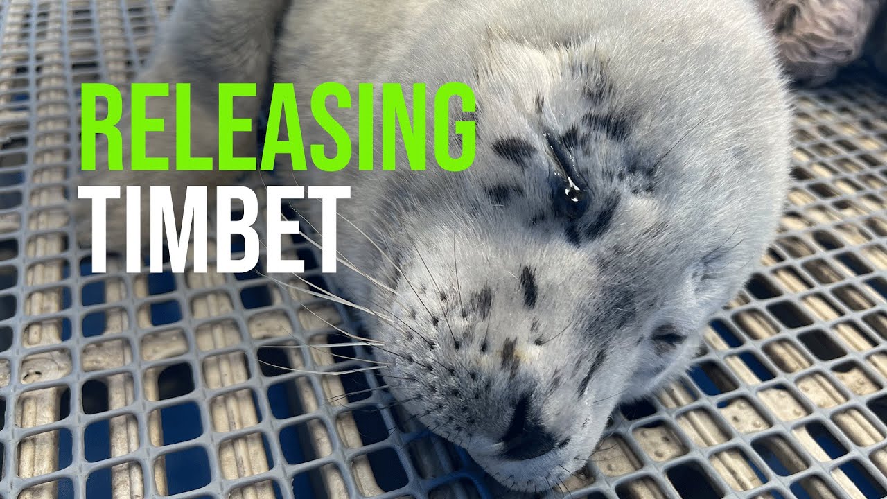 Vancouver Aquarium Marine Mammal Rescue Centre Releases Harbour Seal, Timbit