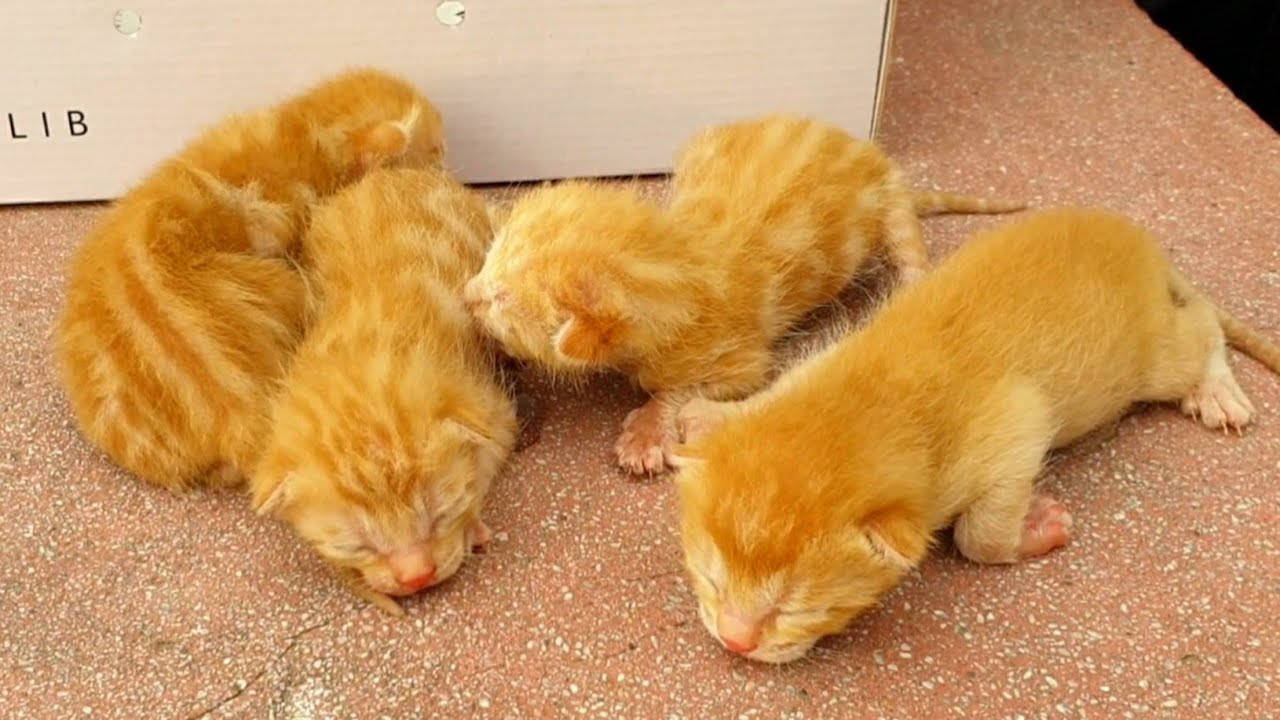 Newborn Street Kittens Searching for Their Mama and Finding Gentle Care 🐱💖🐾